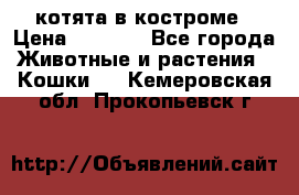 котята в костроме › Цена ­ 2 000 - Все города Животные и растения » Кошки   . Кемеровская обл.,Прокопьевск г.